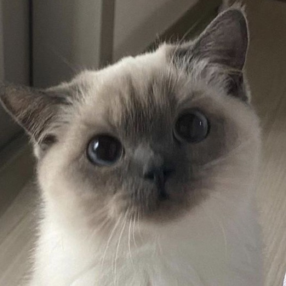 Meet your Posher, Paisley